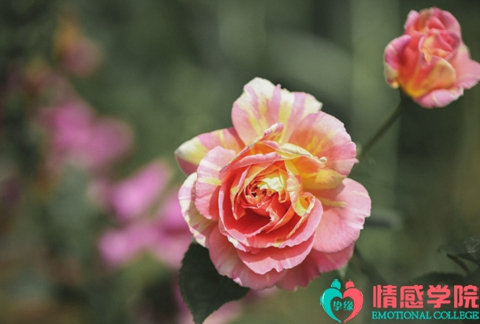 离婚后该如何挽回婚姻?三个方法轻松挽回他